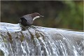 Avec les précipitations l'eau a monté, le courant a forci, pourtant cela ne l'empêche pas de se tenir dans l'eau jusqu'au ventre .Il cherce à cet endroit des larves bloquées contre le muret ! CINCLE PLONGEUR
Oiseaux
PHOTOGRAPHIE DE CINCLE PLONGEUR
PHOTOGRAPHIE de NATURE et de FAUNE SAUVAGE
Photographe naturaliste

Daniel TRINQUECOSTES
Que nature vive
 