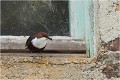 Autre perchoir normalement inusité !
L'allège de la fenêtre existante 2 métres au dessus du nid ! CINCLE PLONGEUR
Oiseaux
PHOTOGRAPHIE DE CINCLE PLONGEUR
PHOTOGRAPHIE de NATURE et de FAUNE SAUVAGE
Photographe naturaliste

Daniel TRINQUECOSTES
Que nature vive
 