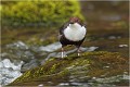 Les pieds dans l'eau....comme le pêcheur de René Fallet . CINCLE PLONGEUR
Oiseaux
PHOTOGRAPHIE DE CINCLE PLONGEUR
PHOTOGRAPHIE de NATURE et de FAUNE SAUVAGE
Photographe naturaliste

Daniel TRINQUECOSTES
Que nature vive
 