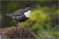 De retour le plumage ébouriffé ! CINCLE PLONGEUR
Oiseaux
PHOTOGRAPHIE DE CINCLE PLONGEUR
PHOTOGRAPHIE de NATURE et de FAUNE SAUVAGE
Photographe naturaliste

Daniel TRINQUECOSTES
Que nature vive
 