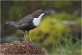  CINCLE PLONGEUR
Oiseaux
PHOTOGRAPHIE DE CINCLE PLONGEUR
PHOTOGRAPHIE de NATURE et de FAUNE SAUVAGE
Photographe naturaliste

Daniel TRINQUECOSTES
Que nature vive
 