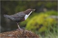 Regard vers le nid CINCLE PLONGEUR
Oiseaux
PHOTOGRAPHIE DE CINCLE PLONGEUR
PHOTOGRAPHIE de NATURE et de FAUNE SAUVAGE
Photographe naturaliste

Daniel TRINQUECOSTES
Que nature vive
 