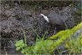 Position de recherche de nourriture peu fréquente !
il se trouve en pied de mur et recherche des larves ou insectes dans les interstices de celui ci . CINCLE PLONGEUR
Oiseaux
PHOTOGRAPHIE DE CINCLE PLONGEUR
PHOTOGRAPHIE de NATURE et de FAUNE SAUVAGE
Photographe naturaliste

Daniel TRINQUECOSTES
Que nature vive
 