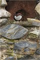 Prêt à sauter CINCLE PLONGEUR
Oiseaux
PHOTOGRAPHIE DE CINCLE PLONGEUR
PHOTOGRAPHIE de NATURE et de FAUNE SAUVAGE
Photographe naturaliste

Daniel TRINQUECOSTES
Que nature vive
 