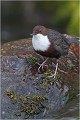 Moment d'hésitation..... CINCLE PLONGEUR
Oiseaux
PHOTOGRAPHIE DE CINCLE PLONGEUR
PHOTOGRAPHIE de NATURE et de FAUNE SAUVAGE
Photographe naturaliste

Daniel TRINQUECOSTES
Que nature vive
 