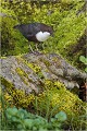 Dans la verdure .....une fois n'est pas coutume ! CINCLE PLONGEUR
Oiseaux
PHOTOGRAPHIE DE CINCLE PLONGEUR
PHOTOGRAPHIE de NATURE et de FAUNE SAUVAGE
Photographe naturaliste

Daniel TRINQUECOSTES
Que nature vive
 