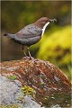  CINCLE PLONGEUR
Oiseaux 
Photos d'oiseaux
Photographe naturaliste
Photographie de nature et de faune sauvage

Daniel TRINQUECOSTES
Que nature vive 