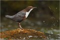 Même quand le courant est fort, que les eaux des torrents montent, le cincle présente une formidable faculé d'adaptation au milieu qui peut paraître à l'échelle de l'oiseau ...hostile ! CINCLE PLONGEUR
Oiseaux 
Photos d'oiseaux
Photographe naturaliste
Photographie de nature et de faune sauvage

Daniel TRINQUECOSTES
Que nature vive 