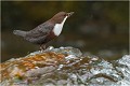  CINCLE PLONGEUR
Oiseaux 
Photos d'oiseaux
Photographe naturaliste
Photographie de nature et de faune sauvage

Daniel TRINQUECOSTES
Que nature vive 