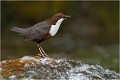  CINCLE PLONGEUR
Oiseaux 
Photos d'oiseaux
Photographe naturaliste
Photographie de nature et de faune sauvage

Daniel TRINQUECOSTES
Que nature vive 