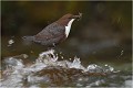  CINCLE PLONGEUR
Oiseaux 
Photos d'oiseaux
Photographe naturaliste
Photographie de nature et de faune sauvage

Daniel TRINQUECOSTES
Que nature vive 