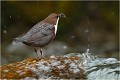  CINCLE PLONGEUR
Oiseaux 
Photos d'oiseaux
Photographe naturaliste
Photographie de nature et de faune sauvage

Daniel TRINQUECOSTES
Que nature vive 