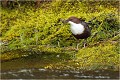 Le cincle cherche parfois sa nourriture dans la végétation basse à fleur d'eau . CINCLE PLONGEUR
Oiseaux 
Photos d'oiseaux
Photographe naturaliste
Photographie de nature et de faune sauvage

Daniel TRINQUECOSTES
Que nature vive 