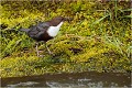  CINCLE PLONGEUR
Oiseaux 
Photos d'oiseaux
Photographe naturaliste
Photographie de nature et de faune sauvage

Daniel TRINQUECOSTES
Que nature vive 