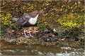  CINCLE PLONGEUR
Oiseaux 
Photos d'oiseaux
Photographe naturaliste
Photographie de nature et de faune sauvage

Daniel TRINQUECOSTES
Que nature vive 