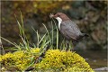  CINCLE PLONGEUR
Oiseaux 
Photos d'oiseaux
Photographe naturaliste
Photographie de nature et de faune sauvage

Daniel TRINQUECOSTES
Que nature vive 