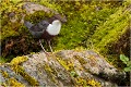  CINCLE PLONGEUR
Oiseaux 
Photos d'oiseaux
Photographe naturaliste
Photographie de nature et de faune sauvage

Daniel TRINQUECOSTES
Que nature vive 