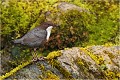  CINCLE PLONGEUR
Oiseaux 
Photos d'oiseaux
Photographe naturaliste
Photographie de nature et de faune sauvage

Daniel TRINQUECOSTES
Que nature vive 