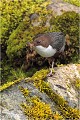 L'équilibriste........ CINCLE PLONGEUR
Oiseaux 
Photos d'oiseaux
Photographe naturaliste
Photographie de nature et de faune sauvage

Daniel TRINQUECOSTES
Que nature vive 
