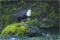 Dans la froidure du matin mi-avril..... CINCLE PLONGEUR
Oiseaux 
Photos d'oiseaux
Photographe naturaliste
Photographie de nature et de faune sauvage

Daniel TRINQUECOSTES
Que nature vive 