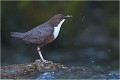  CINCLE PLONGEUR
Oiseaux 
Photos d'oiseaux
Photographe naturaliste
Photographie de nature et de faune sauvage

Daniel TRINQUECOSTES
Que nature vive 