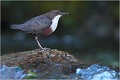  CINCLE PLONGEUR
Oiseaux 
Photos d'oiseaux
Photographe naturaliste
Photographie de nature et de faune sauvage

Daniel TRINQUECOSTES
Que nature vive 