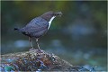  CINCLE PLONGEUR
Oiseaux 
Photos d'oiseaux
Photographe naturaliste
Photographie de nature et de faune sauvage

Daniel TRINQUECOSTES
Que nature vive 