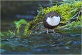 Les pieds dans l'eau .... CINCLE PLONGEUR
Oiseaux 
Photos d'oiseaux
Photographe naturaliste
Photographie de nature et de faune sauvage

Daniel TRINQUECOSTES
Que nature vive 