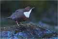 Je m'ébroue ..... CINCLE PLONGEUR
Oiseaux 
Photos d'oiseaux
Photographe naturaliste
Photographie de nature et de faune sauvage

Daniel TRINQUECOSTES
Que nature vive 