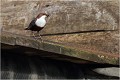 Autre perchoir accidentel ! CINCLE PLONGEUR
Oiseaux 
Photos d'oiseaux
Photographe naturaliste
Photographie de nature et de faune sauvage

Daniel TRINQUECOSTES
Que nature vive 
