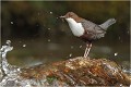 Jeux d'eau ..... CINCLE PLONGEUR
Oiseaux 
Photos d'oiseaux
Photographe naturaliste
Photographie de nature et de faune sauvage

Daniel TRINQUECOSTES
Que nature vive 