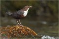  CINCLE PLONGEUR
Oiseaux 
Photos d'oiseaux
Photographe naturaliste
Photographie de nature et de faune sauvage

Daniel TRINQUECOSTES
Que nature vive 