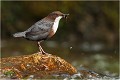 Rayon de soleil bienvenu ! CINCLE PLONGEUR
Oiseaux 
Photos d'oiseaux
Photographe naturaliste
Photographie de nature et de faune sauvage

Daniel TRINQUECOSTES
Que nature vive 