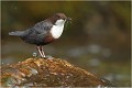  CINCLE PLONGEUR
Oiseaux 
Photos d'oiseaux
Photographe naturaliste
Photographie de nature et de faune sauvage

Daniel TRINQUECOSTES
Que nature vive 
