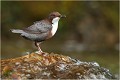  CINCLE PLONGEUR
Oiseaux 
Photos d'oiseaux
Photographe naturaliste
Photographie de nature et de faune sauvage

Daniel TRINQUECOSTES
Que nature vive 