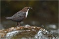  CINCLE PLONGEUR
Oiseaux 
Photos d'oiseaux
Photographe naturaliste
Photographie de nature et de faune sauvage

Daniel TRINQUECOSTES
Que nature vive 