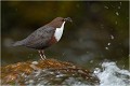 CINCLE PLONGEUR
Oiseaux 
Photos d'oiseaux
Photographe naturaliste
Photographie de nature et de faune sauvage

Daniel TRINQUECOSTES
Que nature vive 