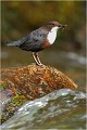  CINCLE PLONGEUR
Oiseaux 
Photos d'oiseaux
Photographe naturaliste
Photographie de nature et de faune sauvage

Daniel TRINQUECOSTES
Que nature vive 