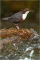  CINCLE PLONGEUR
Oiseaux 
Photos d'oiseaux
Photographe naturaliste
Photographie de nature et de faune sauvage

Daniel TRINQUECOSTES
Que nature vive 