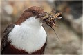 Exemple d' une becquée de nourrissage particulièrement abondante ! CINCLE PLONGEUR
Oiseaux 
Photos d'oiseaux
Photographe naturaliste
Photographie de nature et de faune sauvage

Daniel TRINQUECOSTES
Que nature vive 