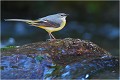 Dans une jolie lumière .... Bergeronnette des ruisseaux
Oiseaux
Photographe naturaliste
Photographie de nature et de faune sauvage

Daniel TRINQUECOSTES
Que nature vive 