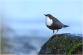 En attente de la montée au nid CINCLE PLONGEUR
Oiseaux
PHOTOGRAPHIE DE CINCLE PLONGEUR
PHOTOGRAPHIE de NATURE et de FAUNE SAUVAGE
Photographe naturaliste

Daniel TRINQUECOSTES
Que nature vive

 