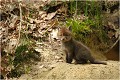 La première photo faite le 1 er mai .... RENARD RENARDEAU TERRIER
VULPES VULPES
Mammifère

Photographie de nature et de faune sauvage
Photographe naturaliste
Que nature vive
Daniel TRINQUECOSTES 