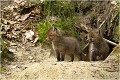  RENARD RENARDEAU TERRIER
VULPES VULPES
Mammifère

Photographie de nature et de faune sauvage
Photographe naturaliste
Que nature vive
Daniel TRINQUECOSTES 