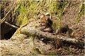  RENARD RENARDEAU TERRIER
VULPES VULPES
Mammifère

Photographie de nature et de faune sauvage
Photographe naturaliste
Que nature vive
Daniel TRINQUECOSTES 