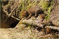  RENARD RENARDEAU TERRIER
VULPES VULPES
Mammifère

Photographie de nature et de faune sauvage
Photographe naturaliste
Que nature vive
Daniel TRINQUECOSTES 