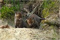  RENARD RENARDEAU TERRIER
VULPES VULPES
Mammifère

Photographie de nature et de faune sauvage
Photographe naturaliste
Que nature vive
Daniel TRINQUECOSTES 