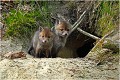  RENARD RENARDEAU TERRIER
VULPES VULPES
Mammifère

Photographie de nature et de faune sauvage
Photographe naturaliste
Que nature vive
Daniel TRINQUECOSTES 