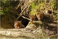  RENARD RENARDEAU TERRIER
VULPES VULPES
Mammifère

Photographie de nature et de faune sauvage
Photographe naturaliste
Que nature vive
Daniel TRINQUECOSTES 