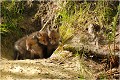  RENARD RENARDEAU TERRIER
VULPES VULPES
Mammifère

Photographie de nature et de faune sauvage
Photographe naturaliste
Que nature vive
Daniel TRINQUECOSTES 